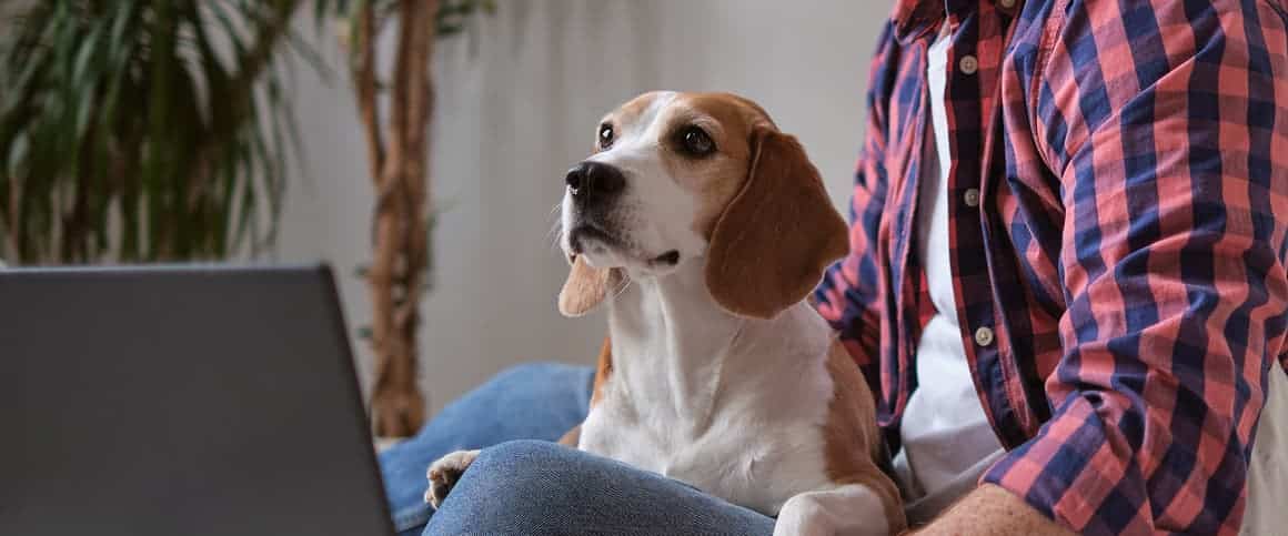 A beagle sits on a person's lap next to a laptop, with a potted plant in the background. The person is wearing a plaid shirt and jeans.