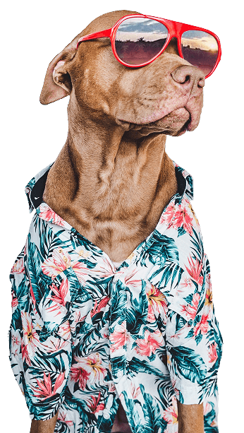 Dog wearing a floral shirt and red sunglasses, looking to the side against a plain background.