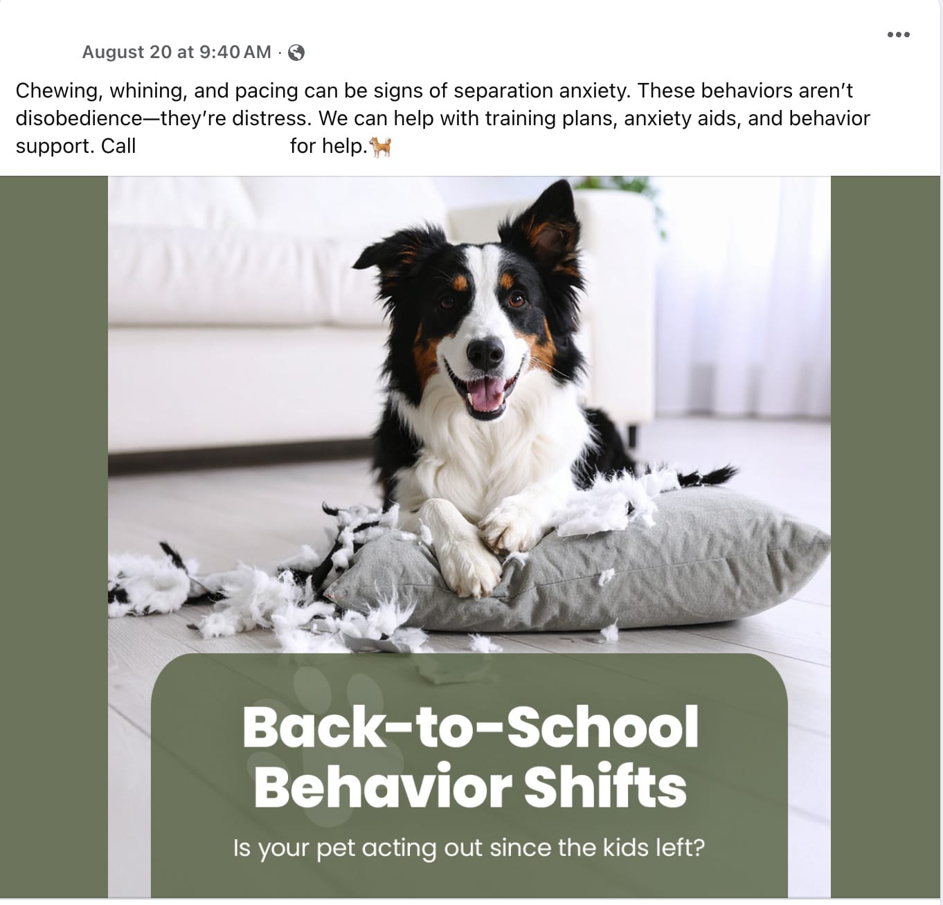 A black and white dog sits on a couch beside a torn pillow with stuffing exposed. Text reads: "Back-to-School Behavior Shifts. Is your pet acting out since the kids left?.