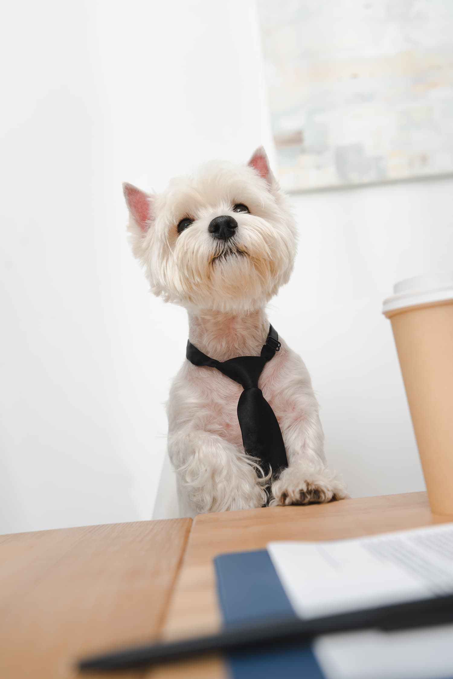 A small white dog wearing a black necktie sits at a table next to a coffee cup and some documents.